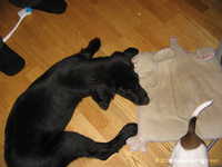  Odin&Aleena 004.jpg 